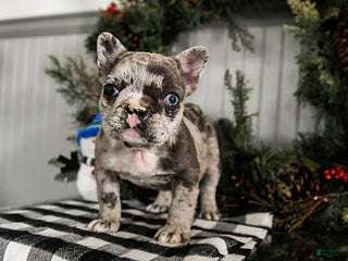 French Bulldog dogs Snuggles - Ad 8