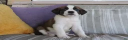 Saint Bernard dogs for sale: Mallory - Ad 4