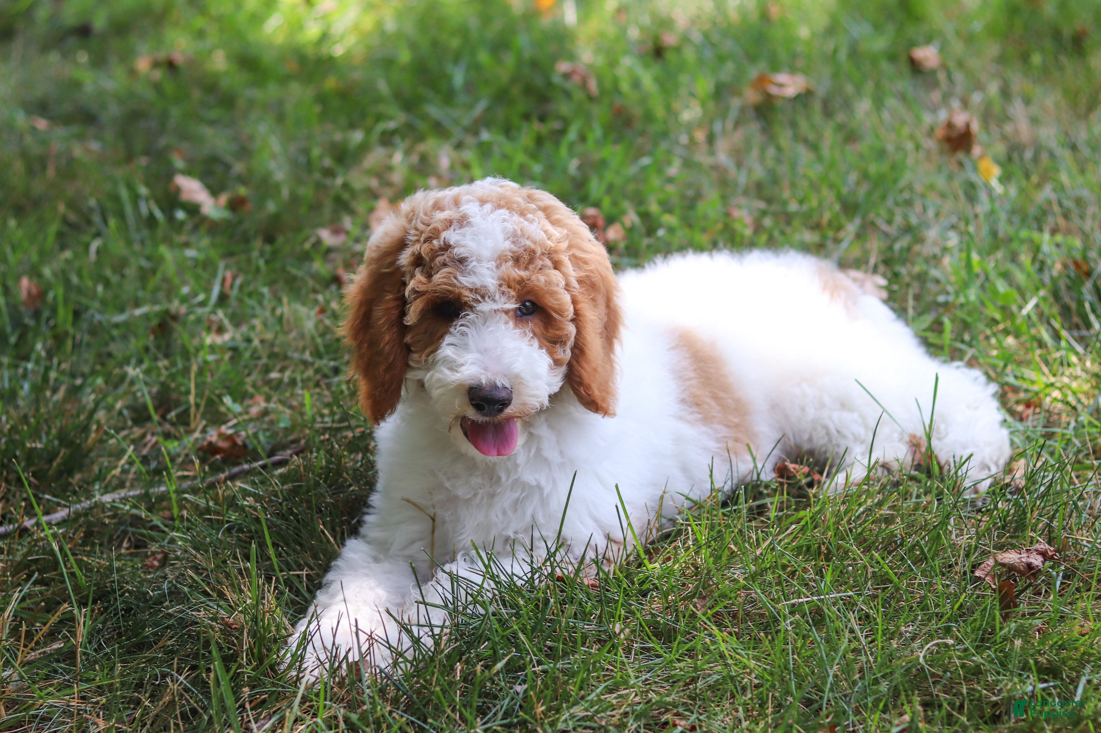 Standard Poodle dogs Blossom - Ad 2