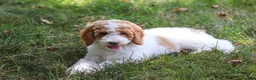 Standard Poodle dogs for sale: Blossom - Ad 2