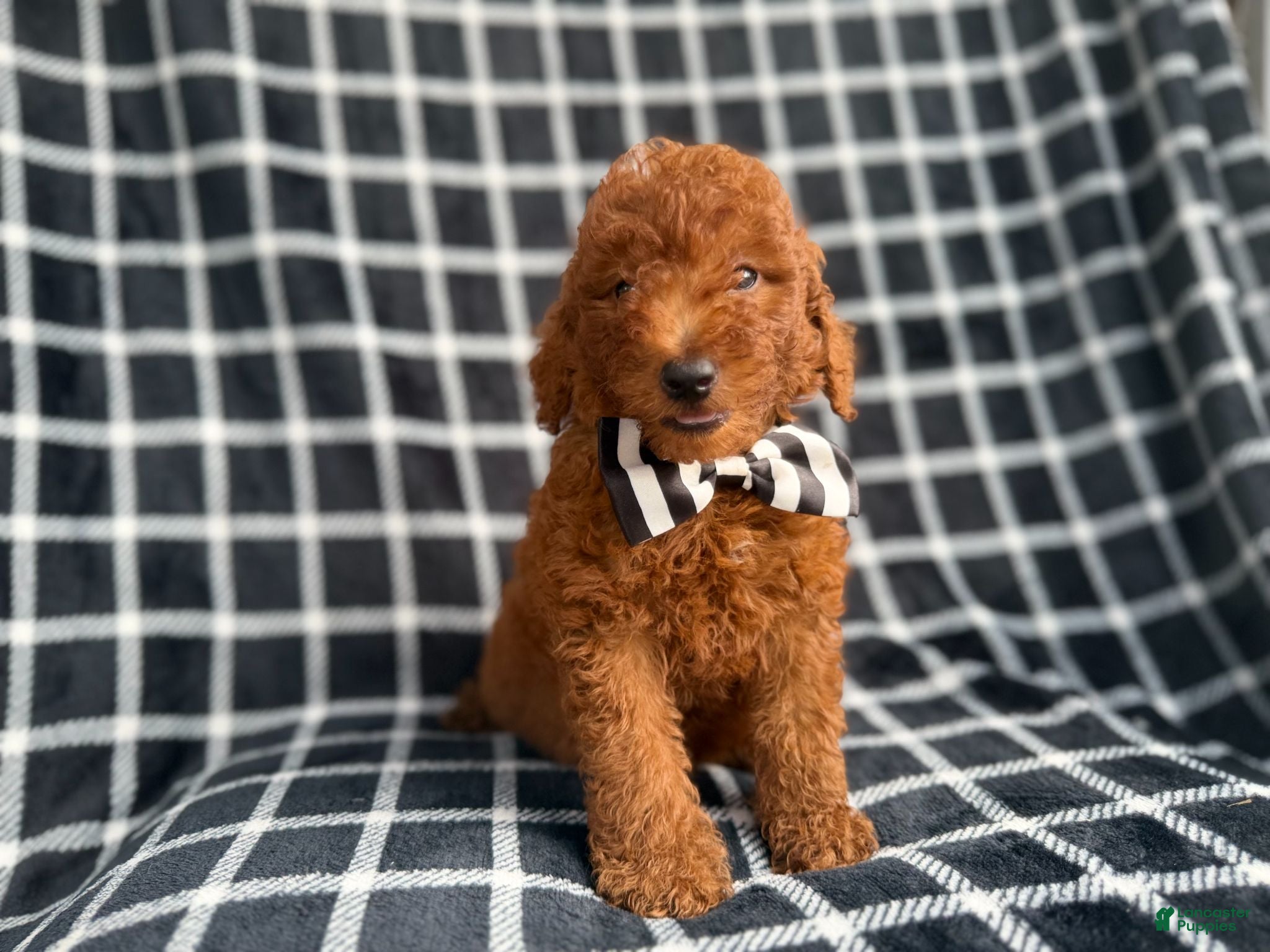Mini Goldendoodle dogs Levi - Ad 21