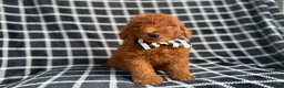 Mini Goldendoodle dogs for sale: Levi - Ad 1