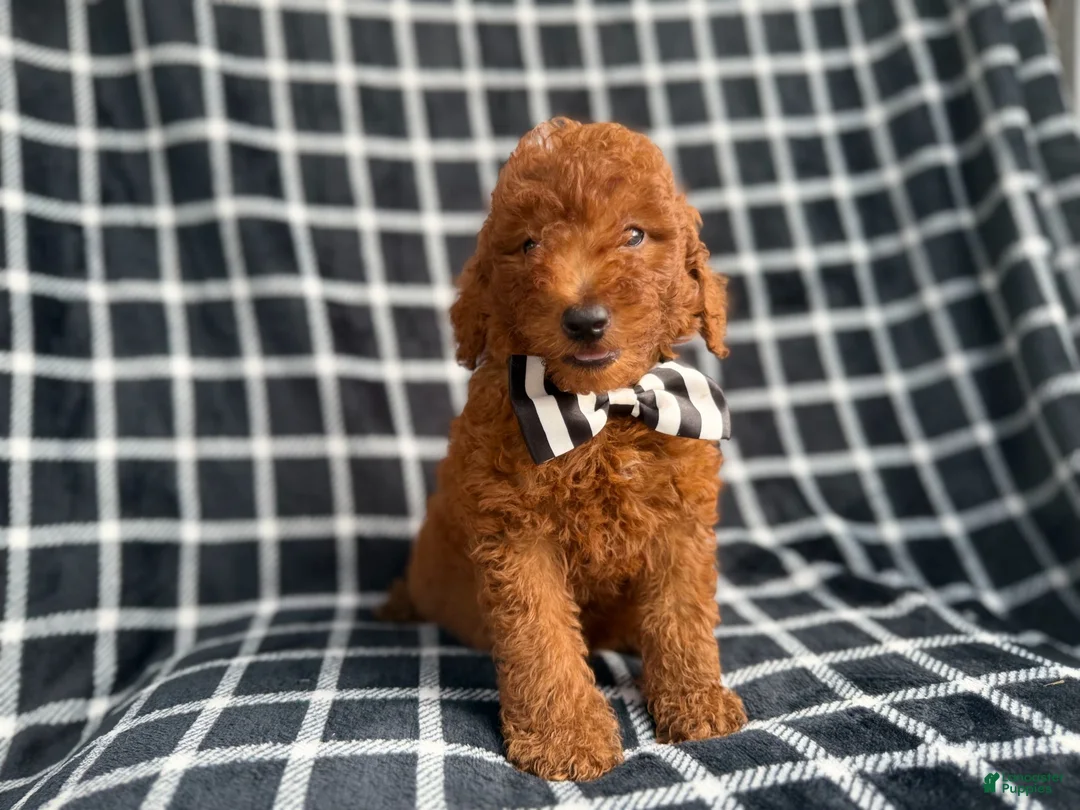 Mini Goldendoodle dogs for sale: Levi - Ad 1