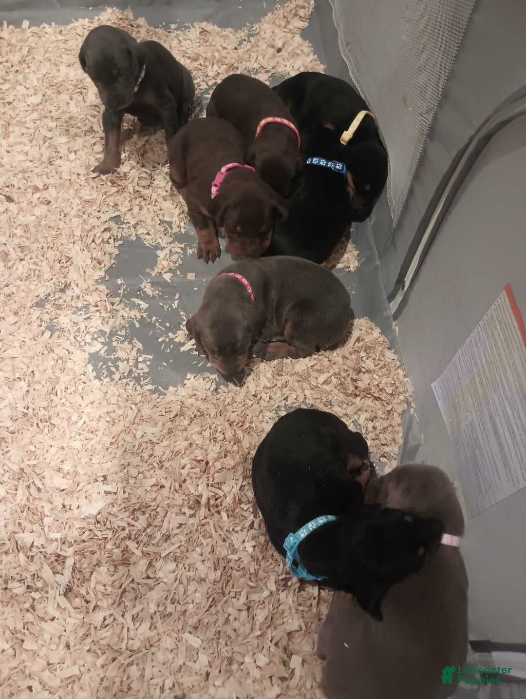 Doberman Pinscher dogs for sale: Juliet  - Ad 3
