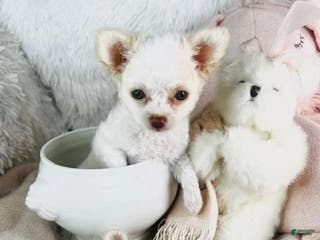 Chihuahua dogs Chihuahua Puppy 2 - Ad 26