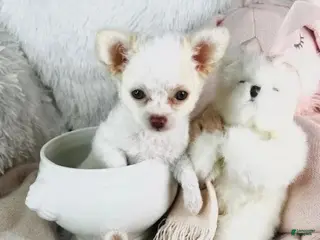 Chihuahua dogs Chihuahua Puppy 2 - Ad 24