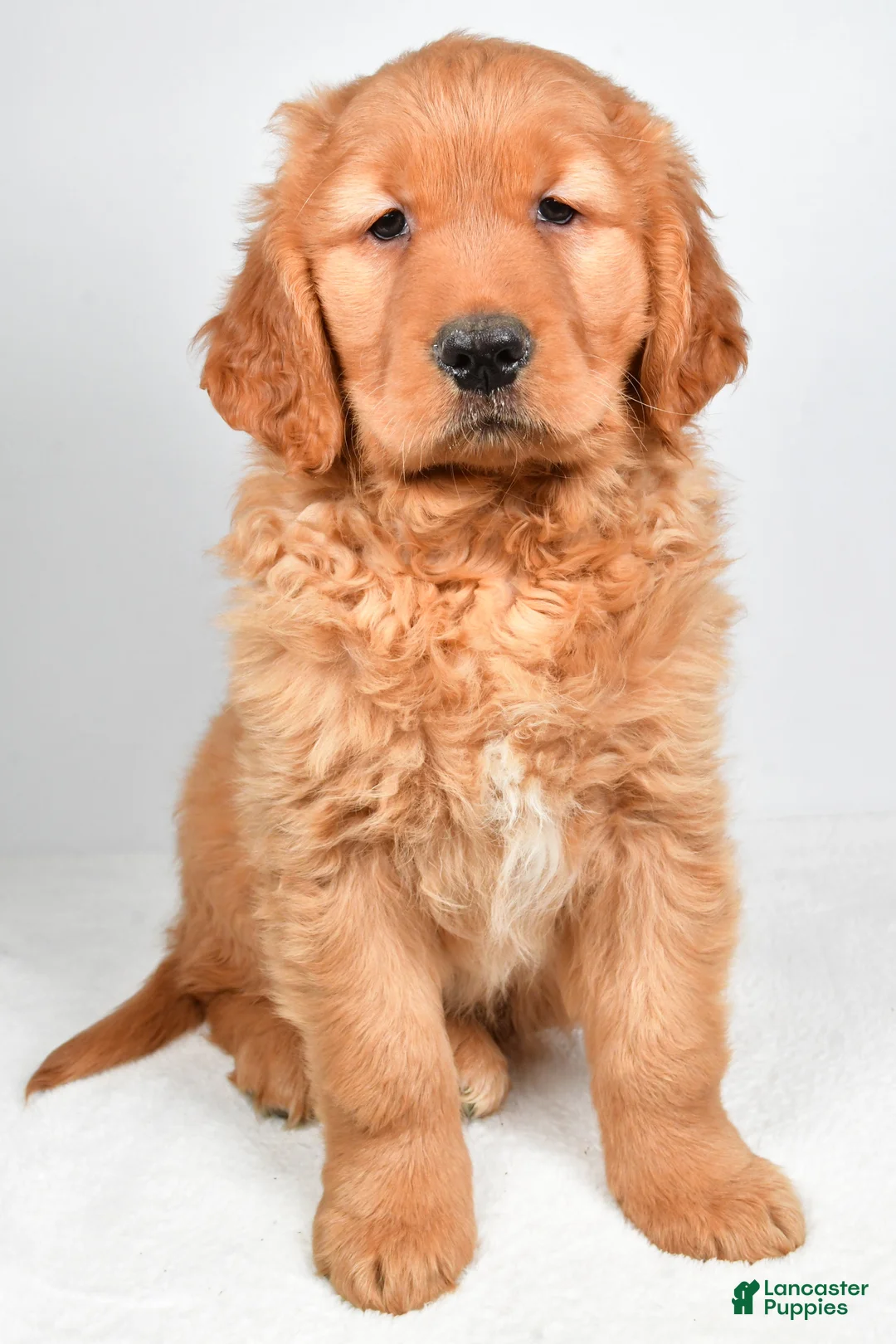 Golden Retriever dogs for sale: Archie - Ad 3