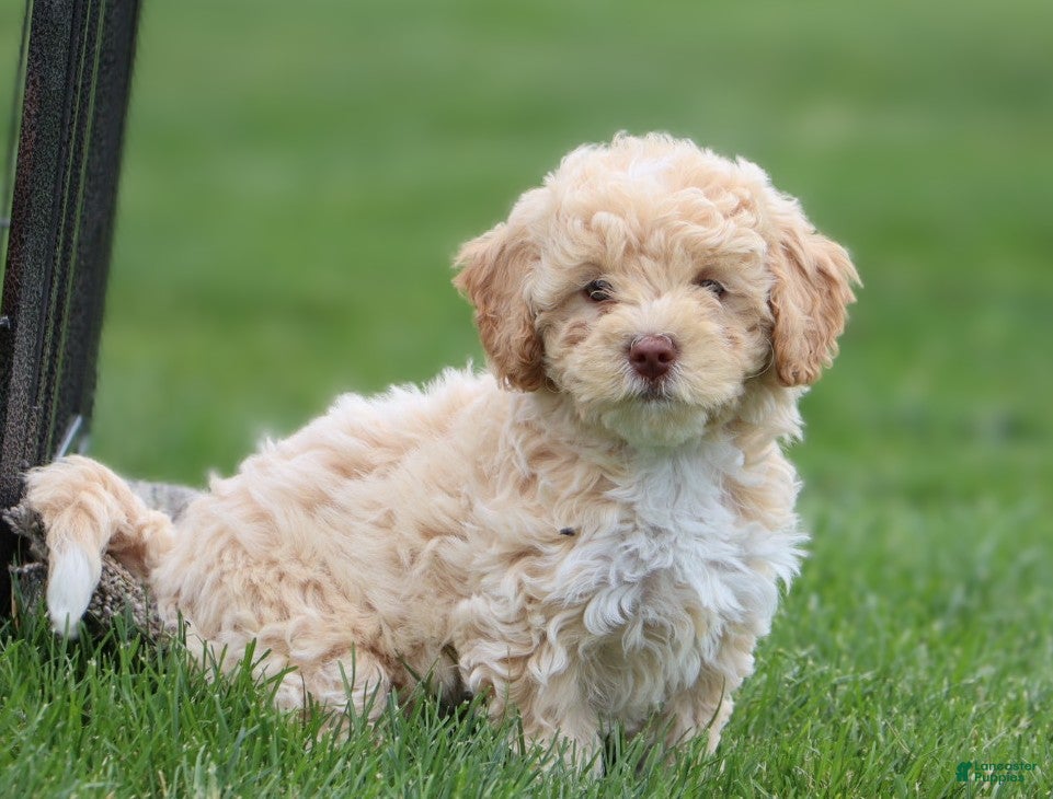 Mixed Breed dogs Cooper- hypoallergenic  - Ad 1