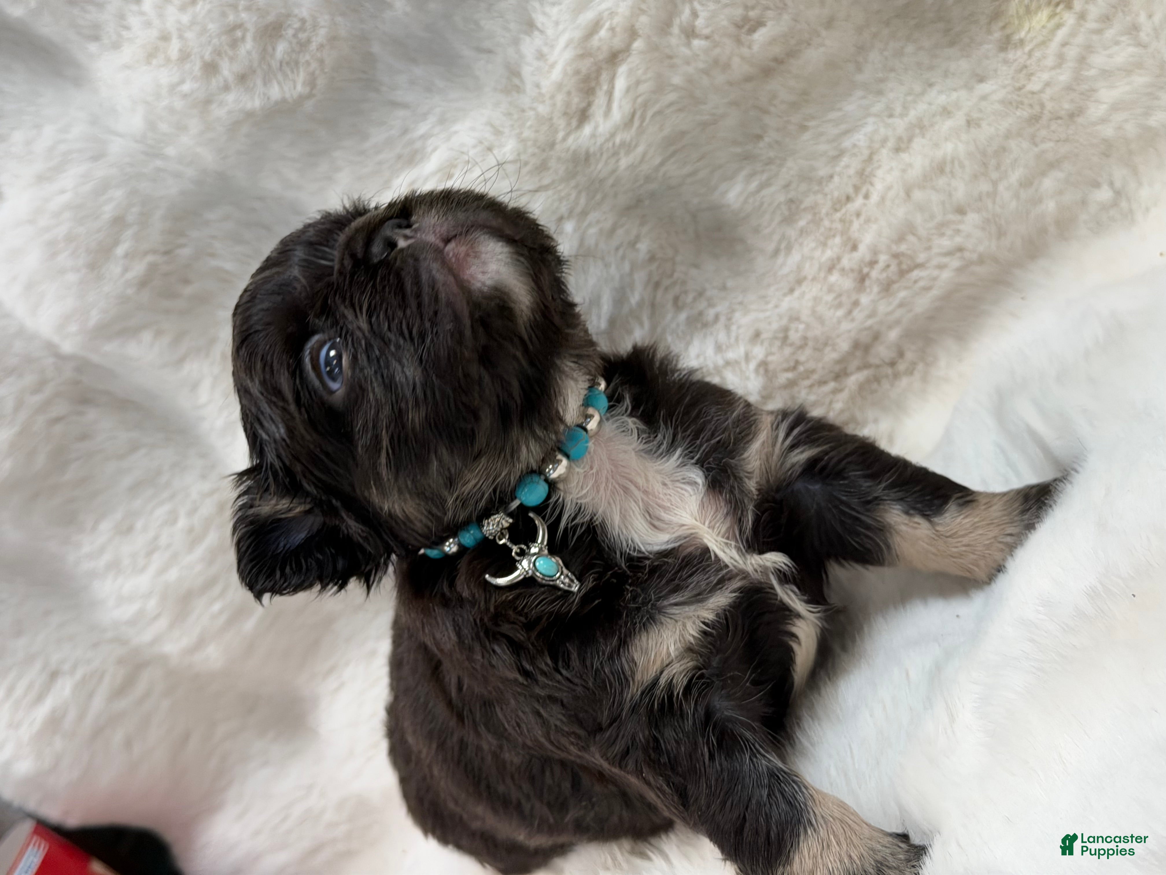 French Bulldog dogs French Bulldog 3 - Ad 12