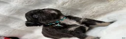 French Bulldog dogs for sale: French Bulldog 3 - Ad 1