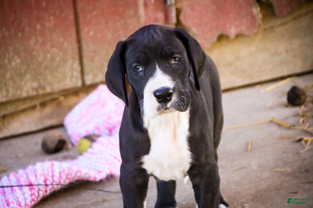 Great Dane dogs for sale: Lilah - Ad 1