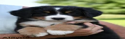 Bernese Mountain Dog dogs for sale: Alayna - Ad 3