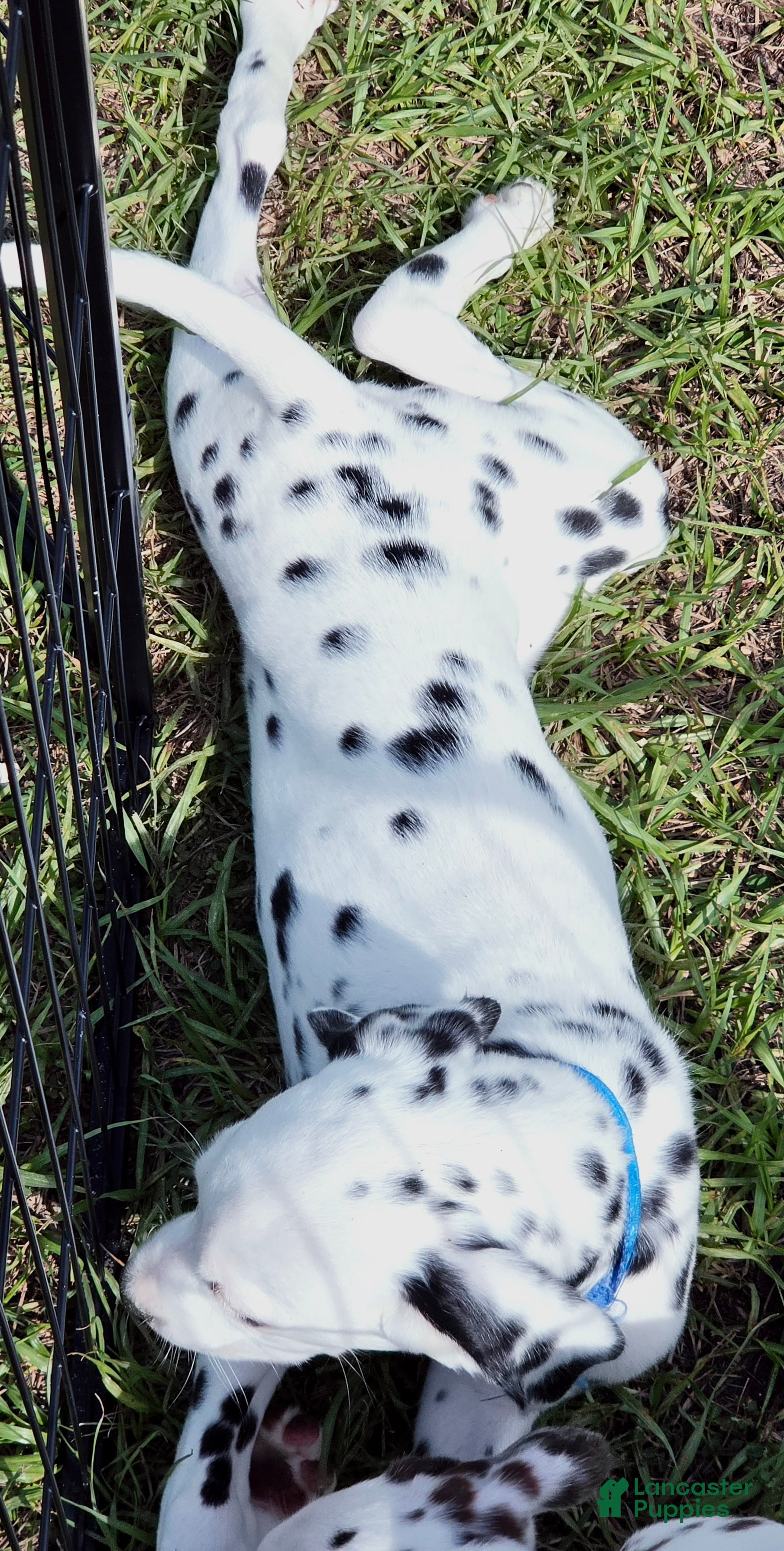 Dalmatian dogs Blue Sky - Ad 1