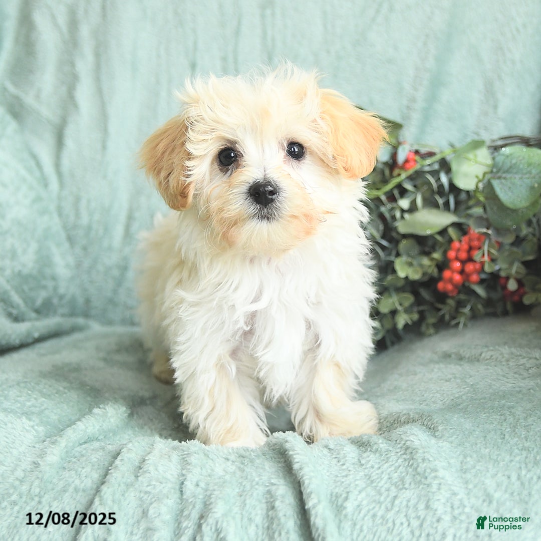Maltipoo dogs for sale: Leo - Ad 4