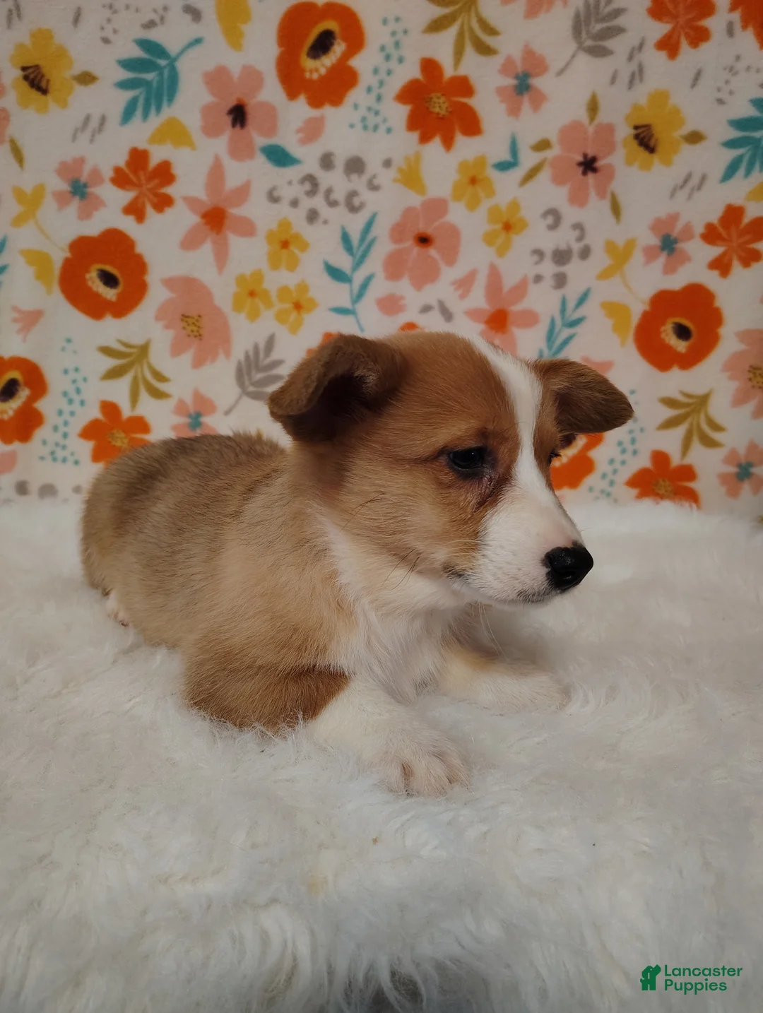 Welsh Corgi Pembroke dogs for sale: Walker - Ad 7