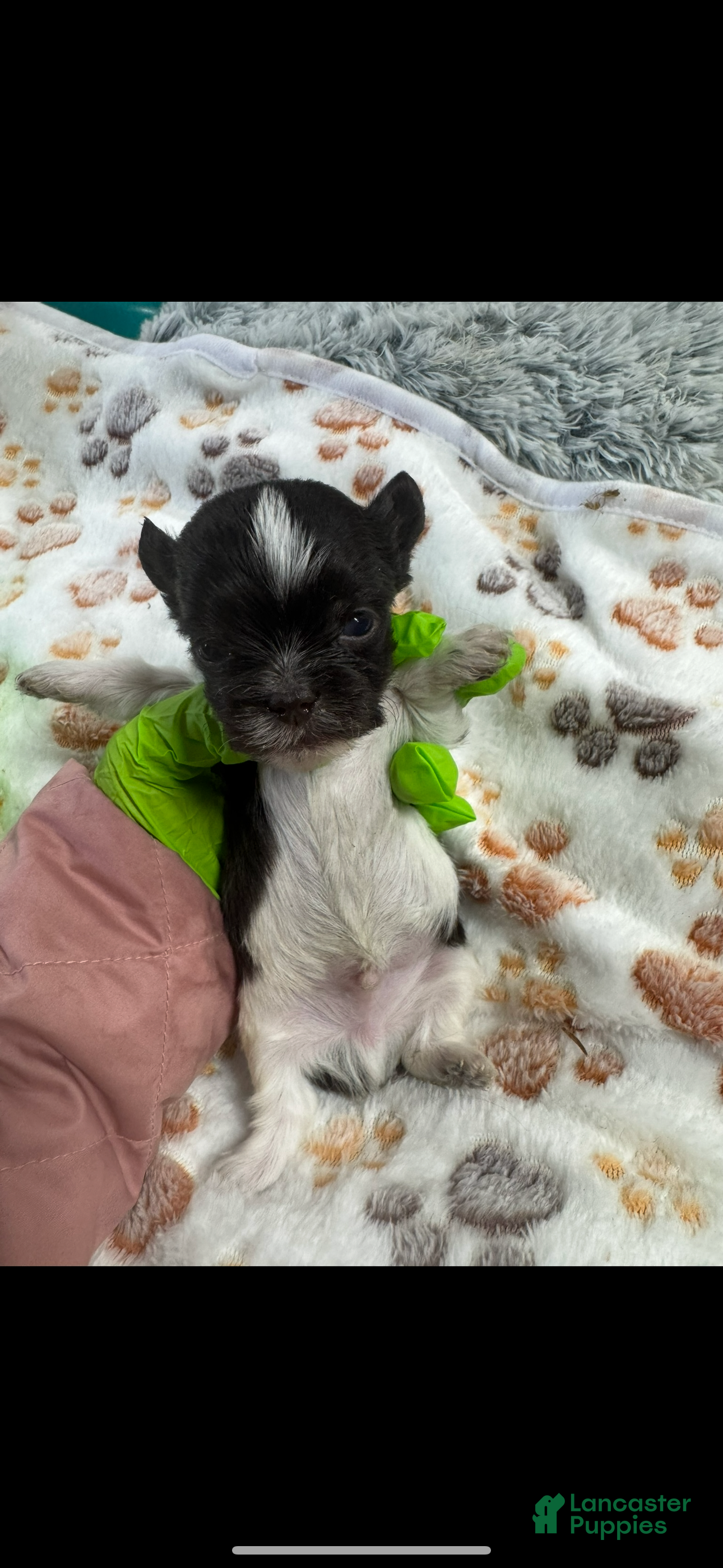 Yorkshire Terrier dogs Yorkshire Terrier Puppy 1 - Ad 18