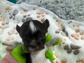 Yorkshire Terrier dogs Yorkshire Terrier Puppy 1 - Ad 7