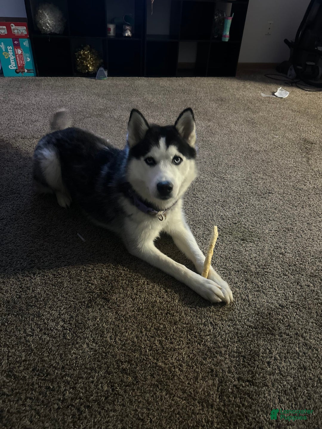 Gallery Image {{count}}