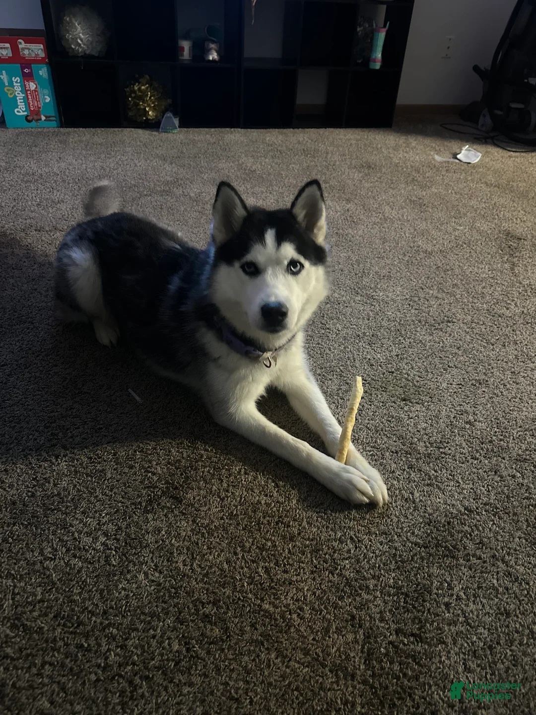 Gallery Image {{count}}