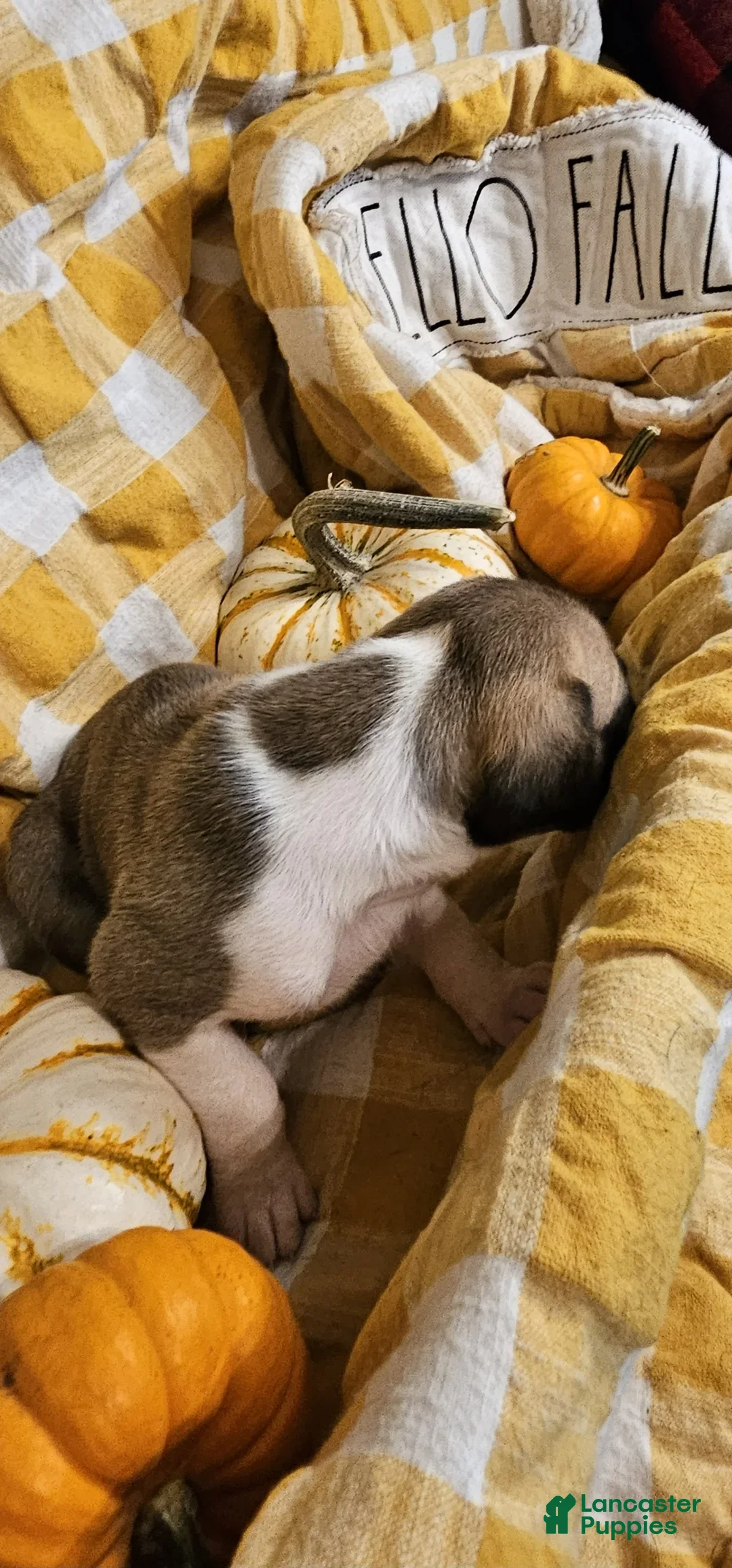 Great Dane dogs for sale: Ginger - Ad 8