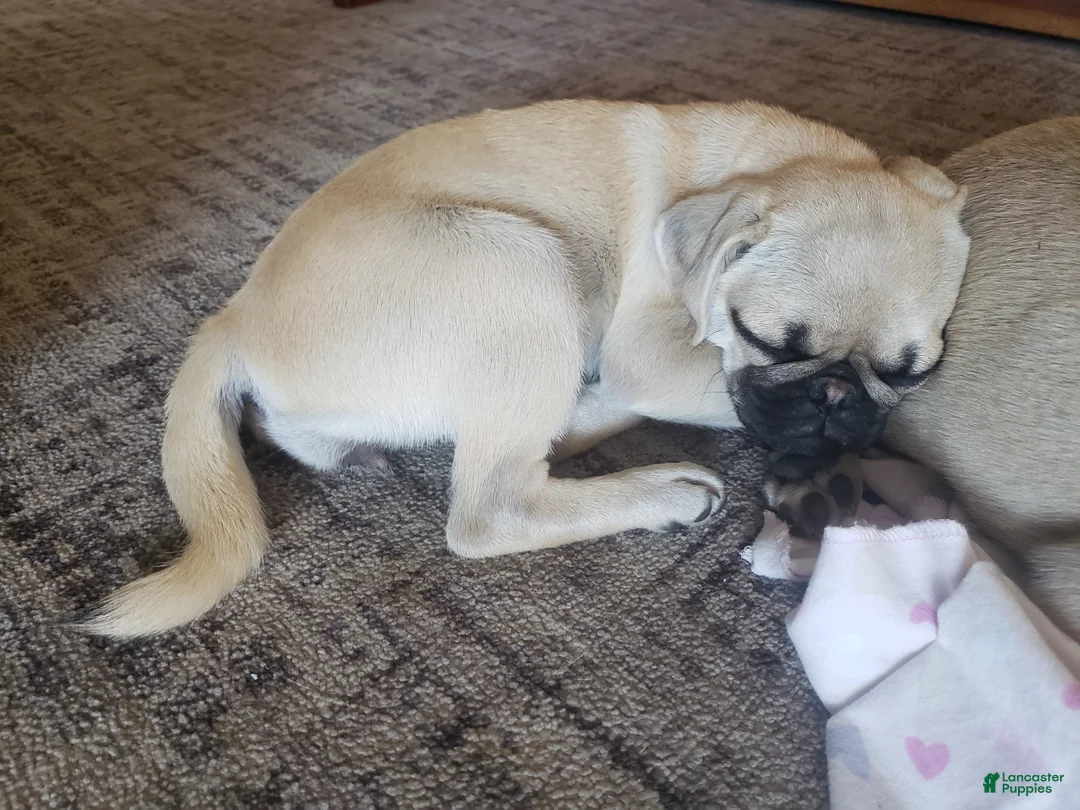 Pug dogs for sale: Penny - Ad 2