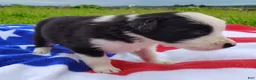 Border Collie dogs for sale: Skipper  - Ad 13