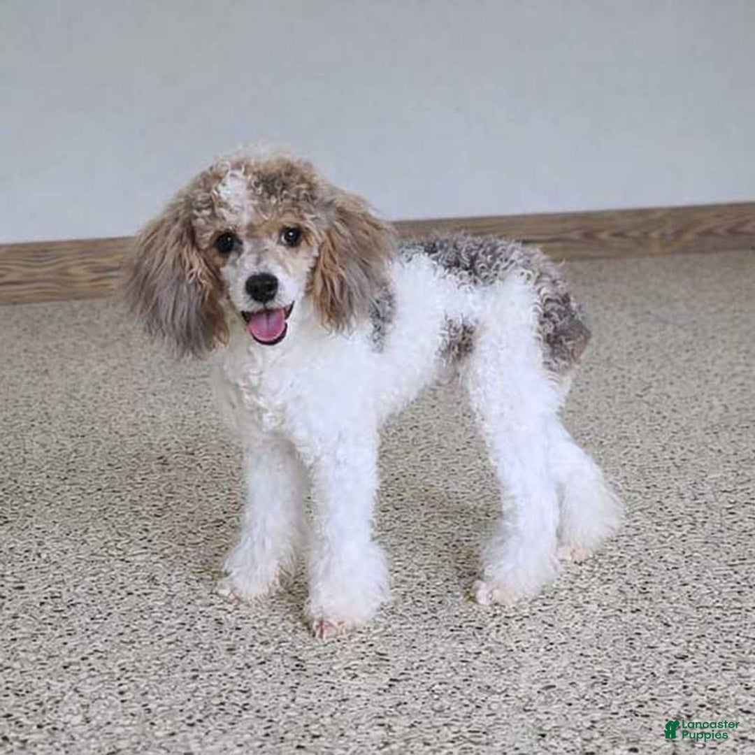 Mini Bernedoodle dogs for sale: Hickory - Ad 6