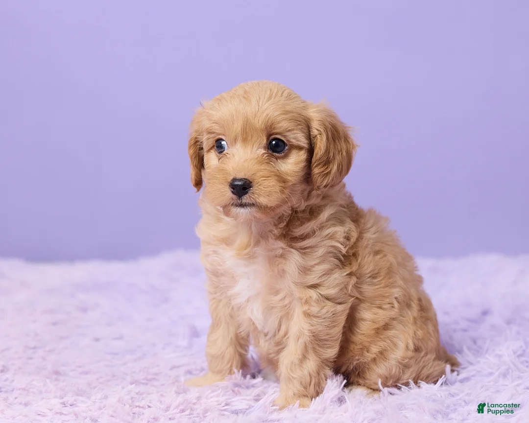 Cavapoo dogs for sale: Anna - Ad 2