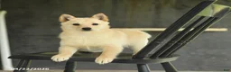 Schipperke dogs for sale: Fifi - Ad 5