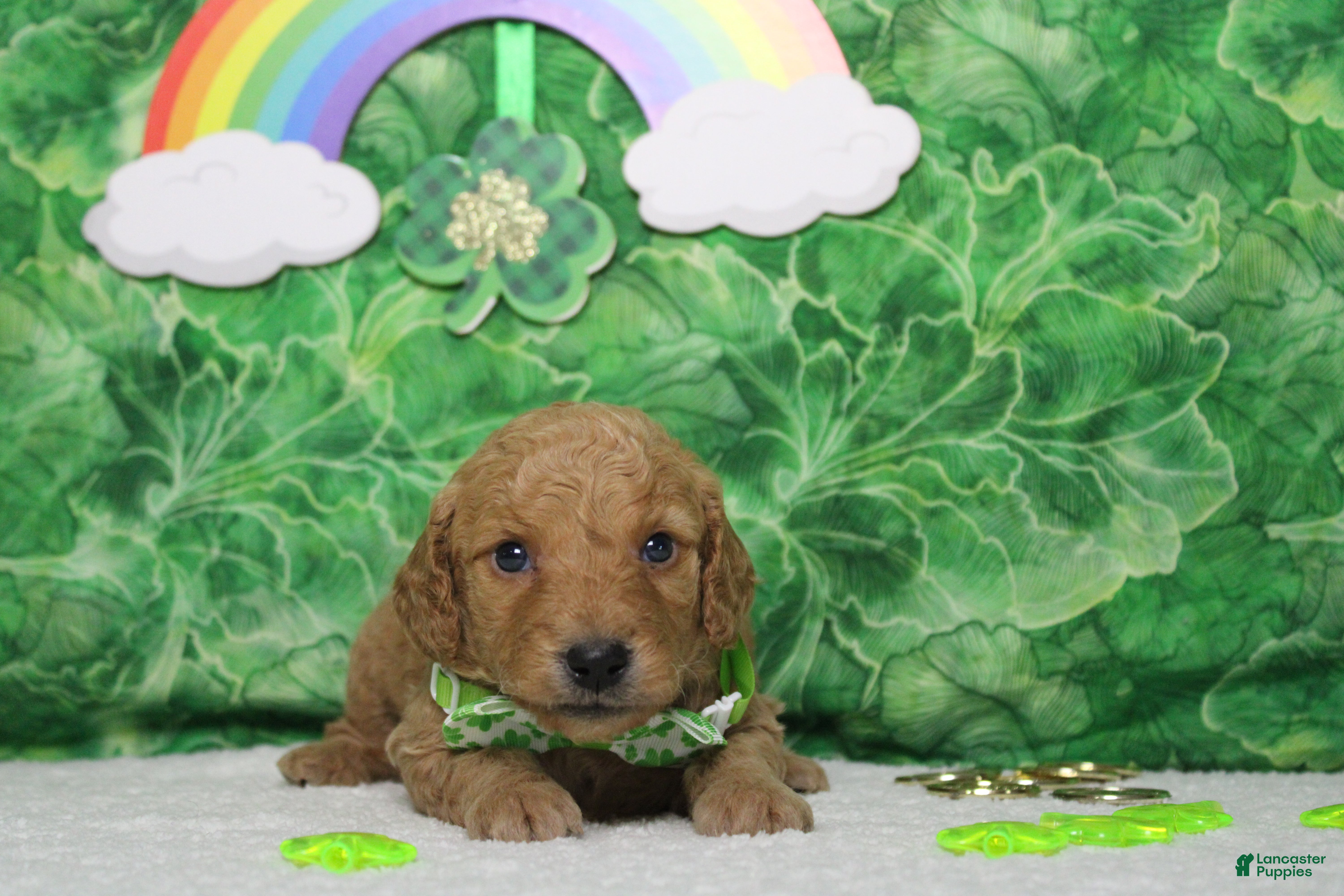 Goldendoodle dogs Dew - Ad 9