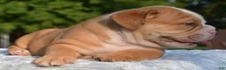 Mixed Breed dogs for sale: Tank hybrid bulldog puppy - Ad 11