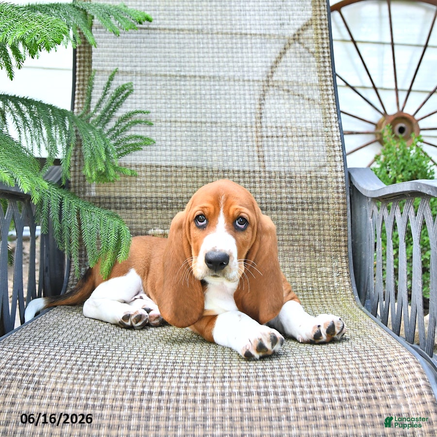 Basset Hound dogs Dexter - Ad 2