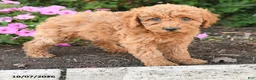 Mini Goldendoodle dogs for sale: Poppy - Ad 3