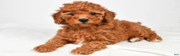 Miniature Poodle dogs for sale: Bella - Ad 7