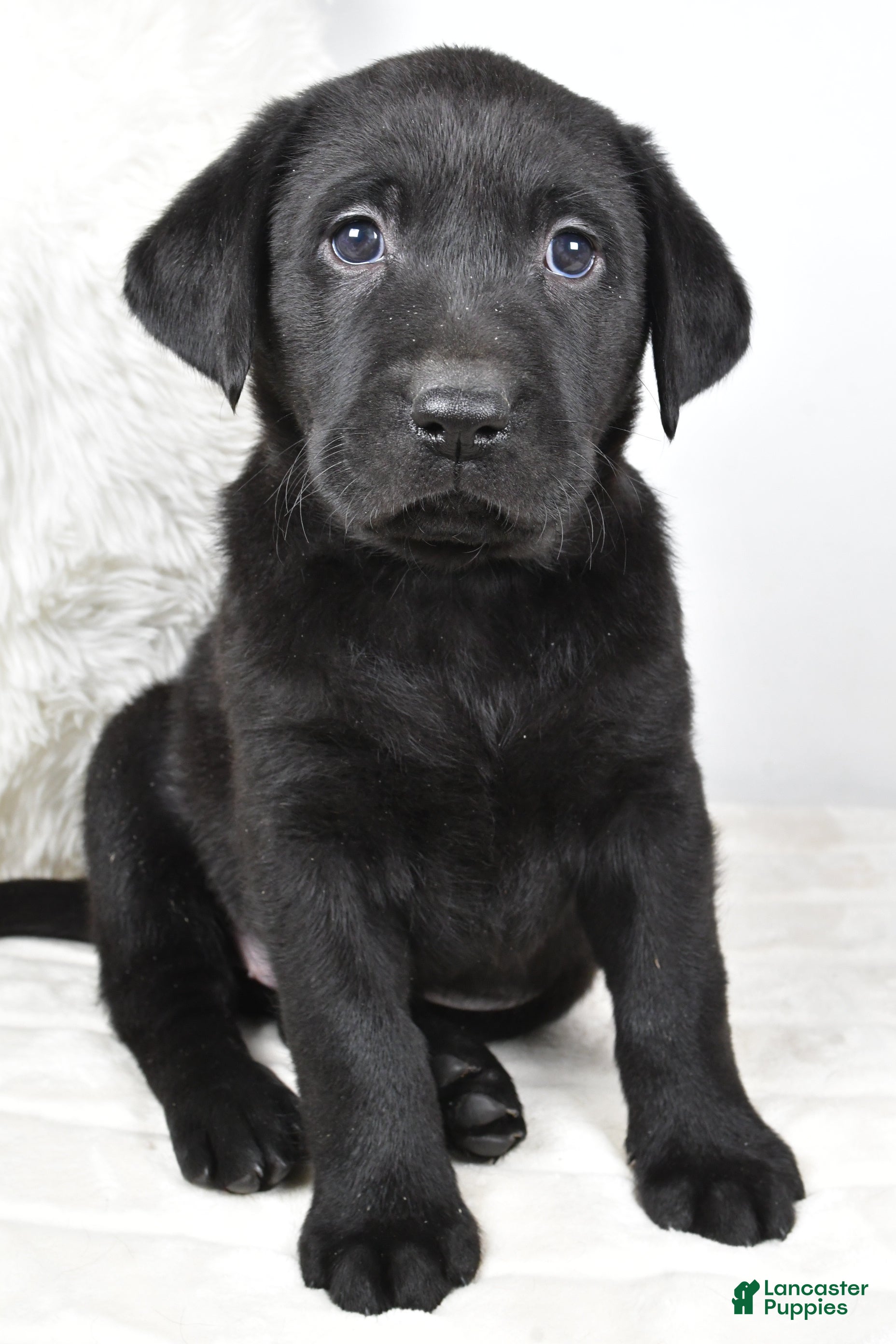 Labrador Retriever dogs Lucy - Ad 31