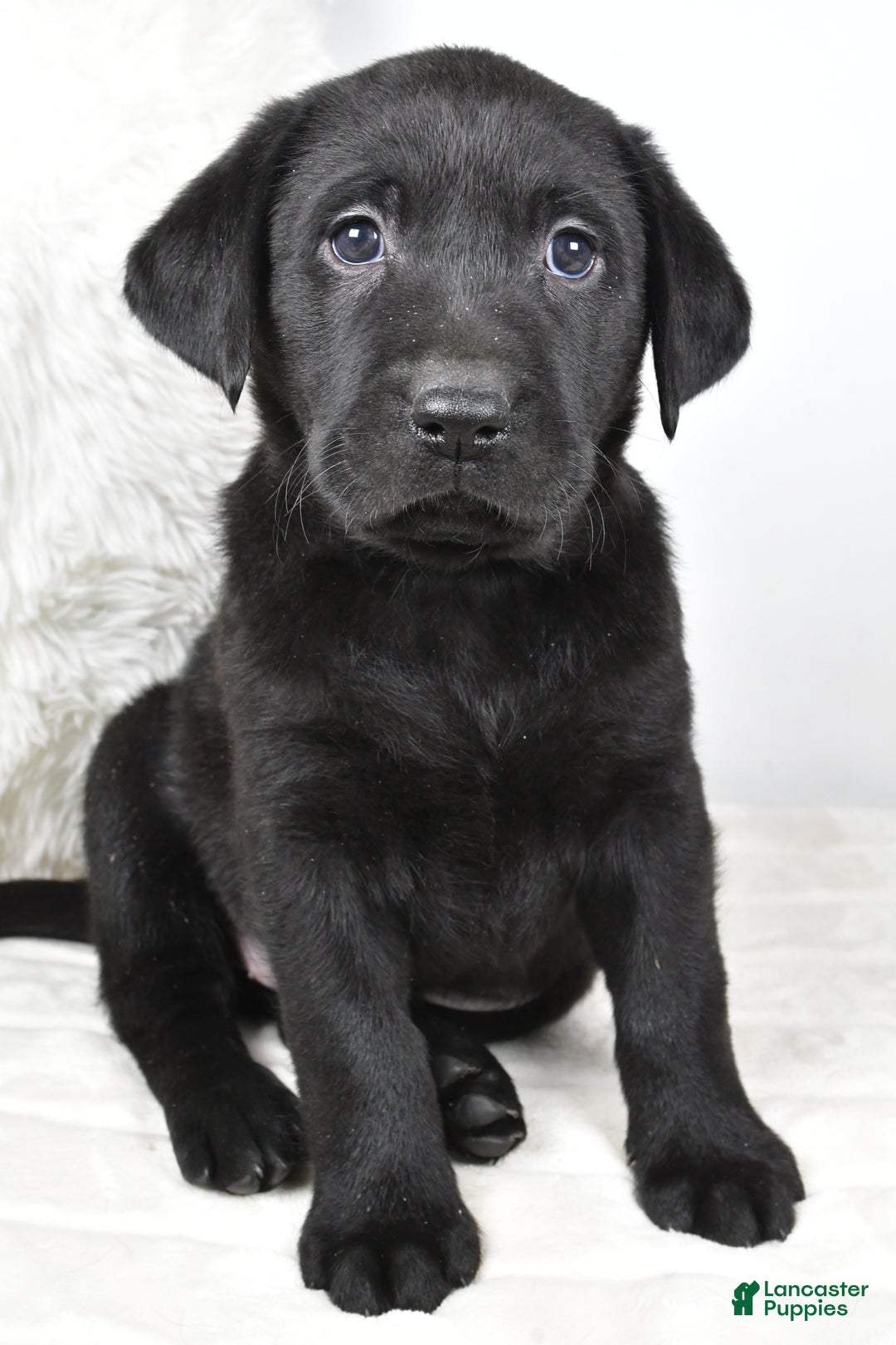 Labrador Retriever dogs for sale: Lucy - Ad 1