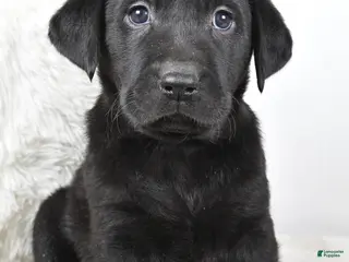 Labrador Retriever dogs Lucy - Ad 9