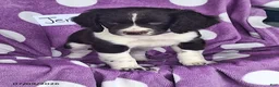 English Springer Spaniel dogs for sale: Jenny - Ad 4