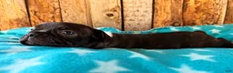 Frenchton dogs for sale: Gator - Ad 3