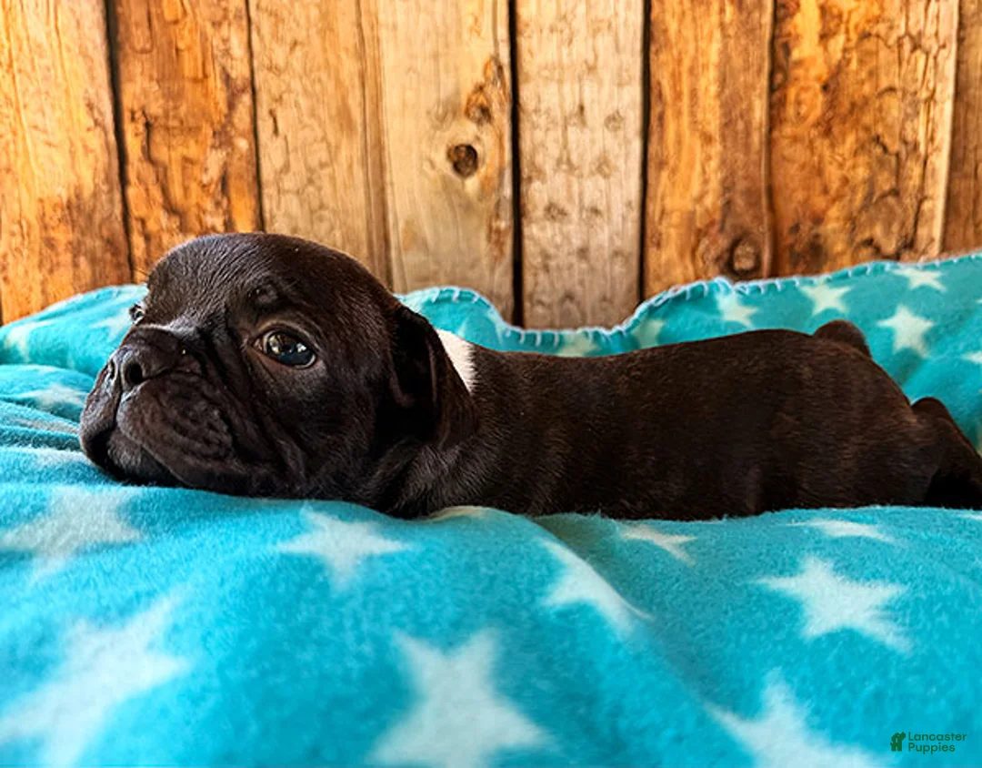 Frenchton dogs for sale: Gator - Ad 3