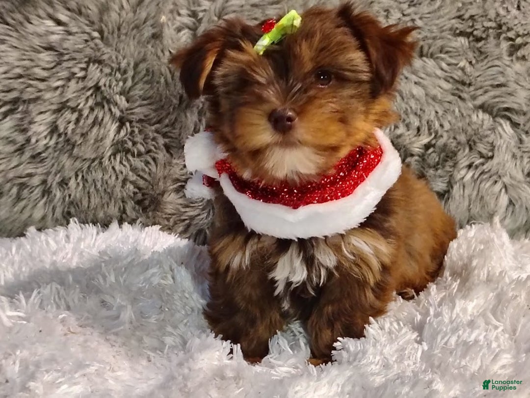 Yorkiepoo dogs for sale: CoCo - Ad 5