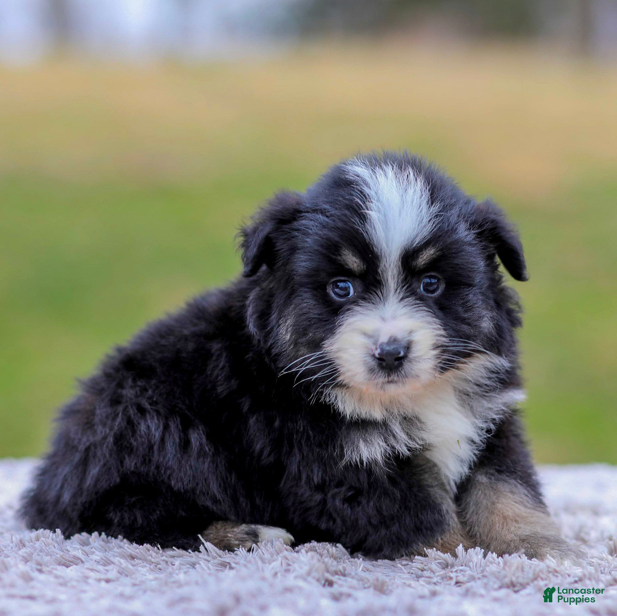 Miniature Australian Shepherd dogs Ava - Ad 1