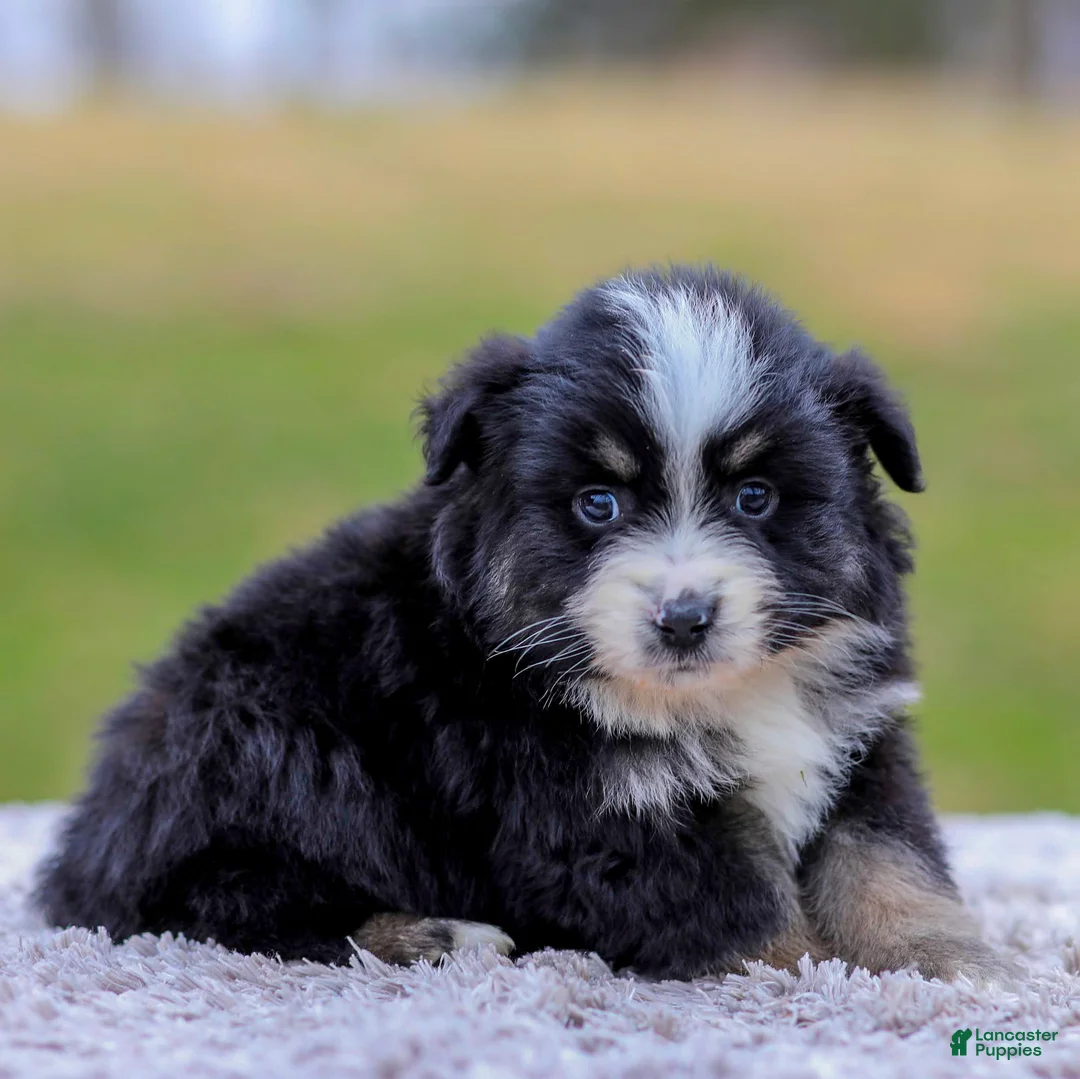 Miniature Australian Shepherd dogs for sale: Ava - Ad 1
