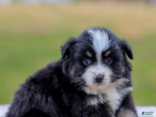 Miniature Australian Shepherd dogs for sale: Ava - Ad 1
