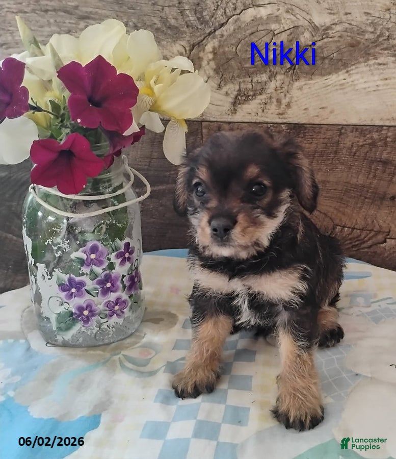 Mixed Breed dogs Nicki - Ad 2