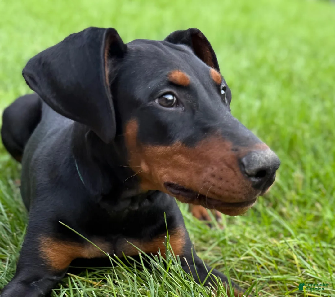 Doberman Pinscher dogs for sale: Zara - Ad 2