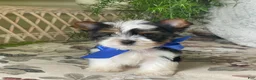 Biewer Terrier dogs for sale: Whisper - Ad 8