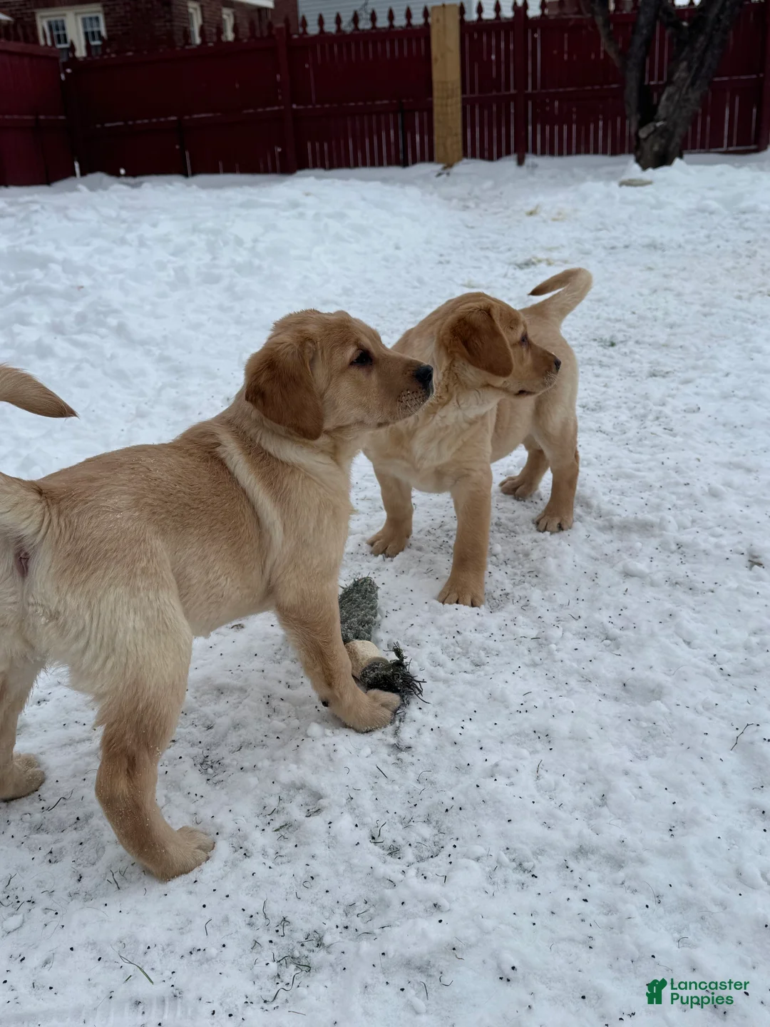 Goldador dogs for sale: Sadie - Ad 5