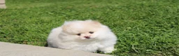 Pomeranian dogs for sale: Lola - Ad 9