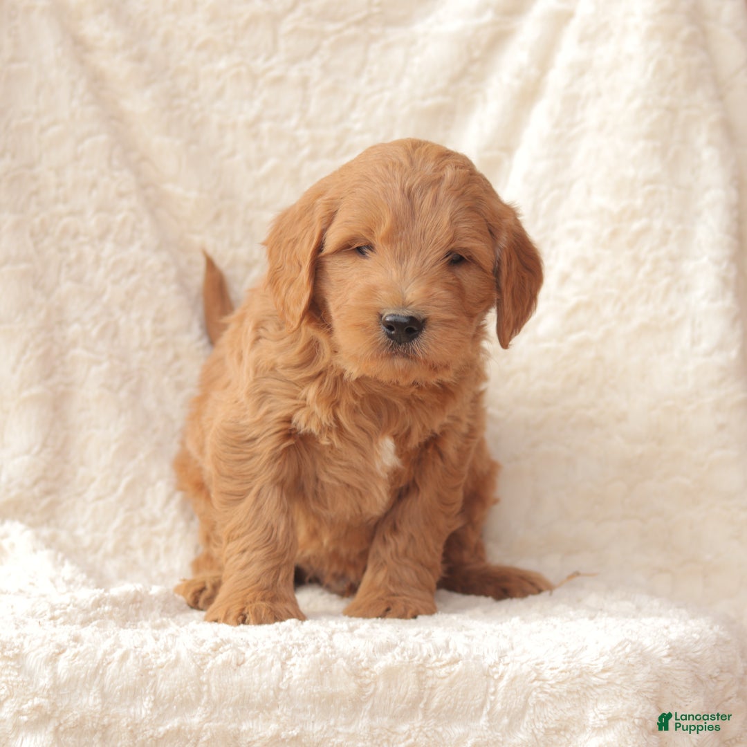 Mini Goldendoodle dogs for sale: Copper - Ad 2